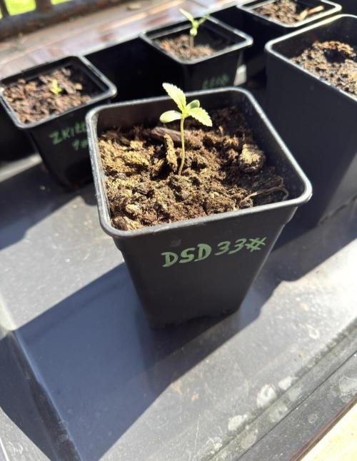 Season 2026# Dos Si Dos 33# Barneys Farm. Week 1