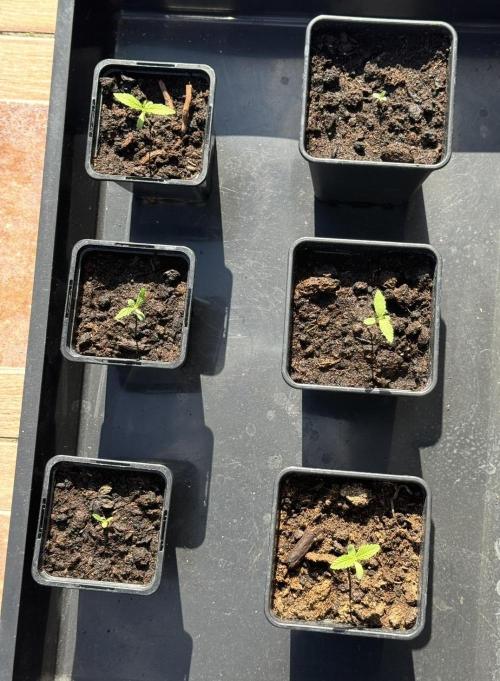 Season 2026# Dos Si Dos 33# Barneys Farm. Week 1