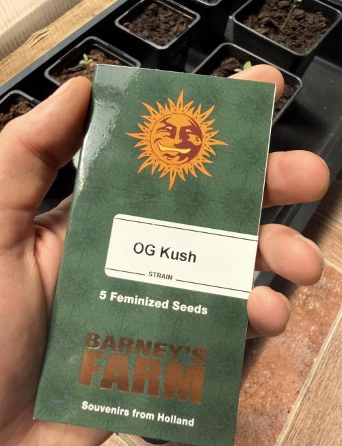 OG KUSH-Barneys Farm-Season 2026. Week 0