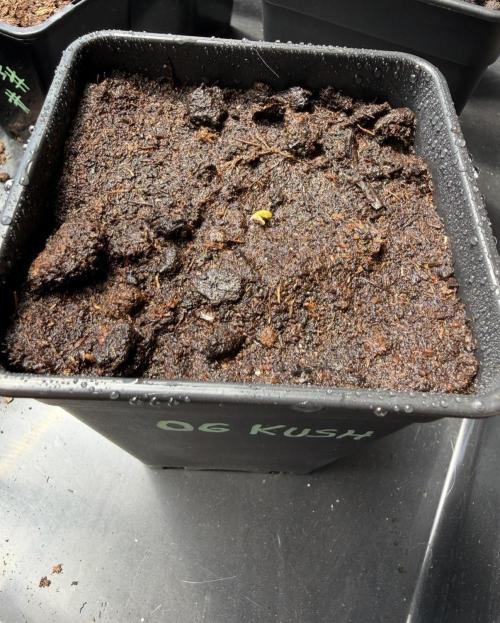 OG KUSH-Barneys Farm-Season 2026. Week 0