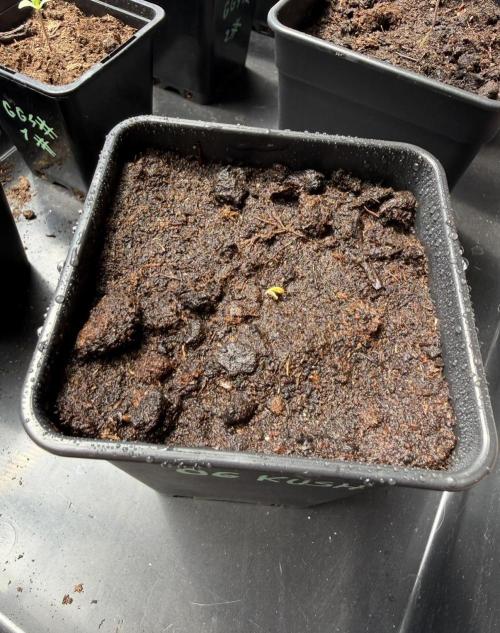 OG KUSH-Barneys Farm-Season 2026. Week 0
