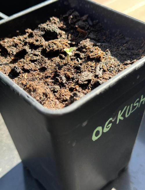 OG KUSH-Barneys Farm-Season 2026. Week 0