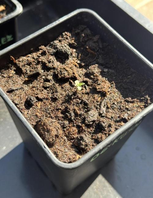 OG KUSH-Barneys Farm-Season 2026. Week 0