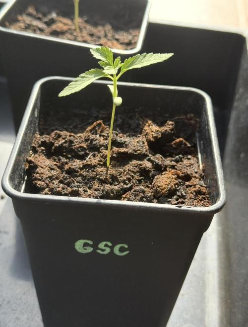 Season 2026# GSC# Barney’s Farm. Week 2