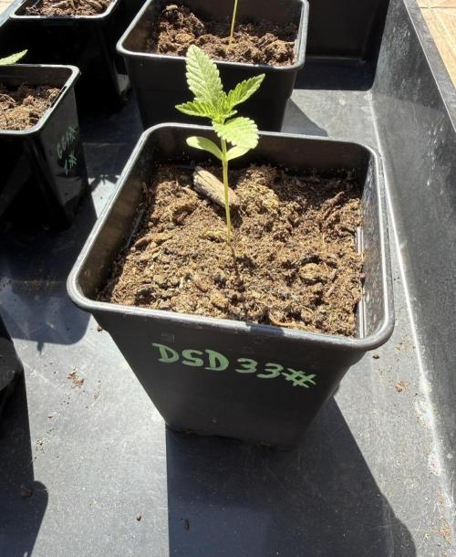 Season 2026# Dos Si Dos 33# Barneys Farm. Week 2