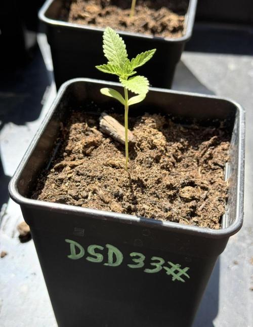 Season 2026# Dos Si Dos 33# Barneys Farm. Week 2