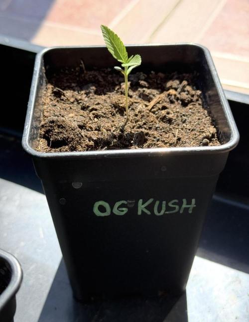 OG KUSH-Barneys Farm-Season 2026. Week 1
