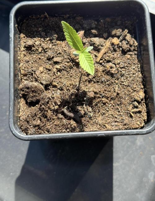 OG KUSH-Barneys Farm-Season 2026. Week 1