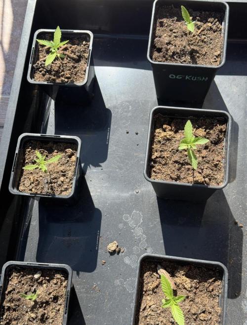 OG KUSH-Barneys Farm-Season 2026. Week 1