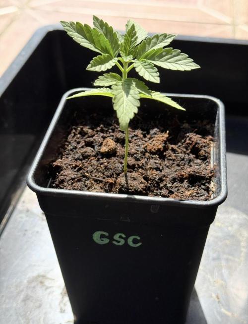 Season 2026# GSC# Barney’s Farm. Week 3