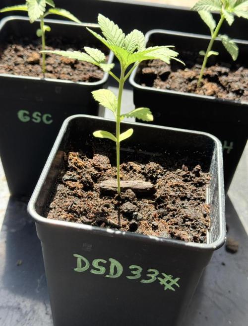 Season 2026# Dos Si Dos 33# Barneys Farm. Week 3
