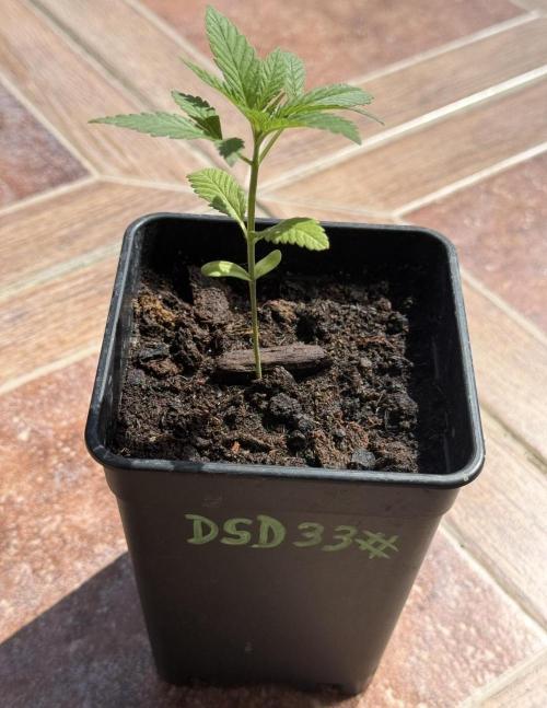 Season 2026# Dos Si Dos 33# Barneys Farm. Week 3