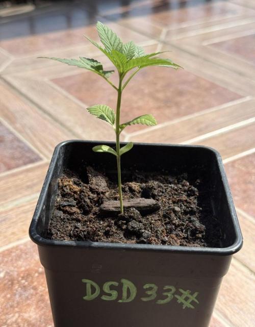 Season 2026# Dos Si Dos 33# Barneys Farm. Week 3