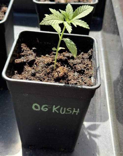 OG KUSH-Barneys Farm-Season 2026. Week 2