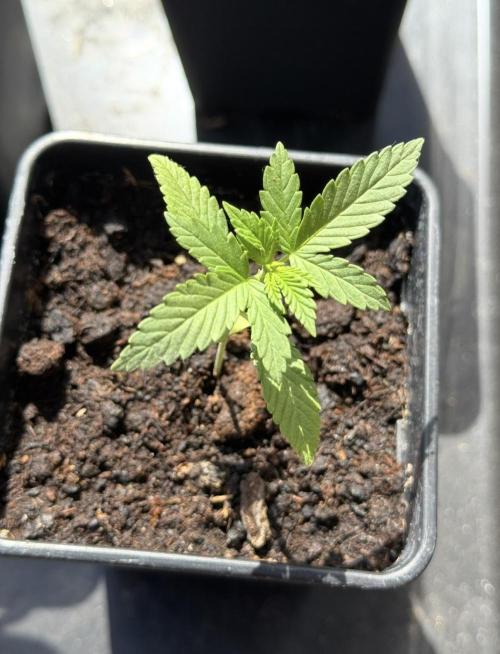 OG KUSH-Barneys Farm-Season 2026. Week 2