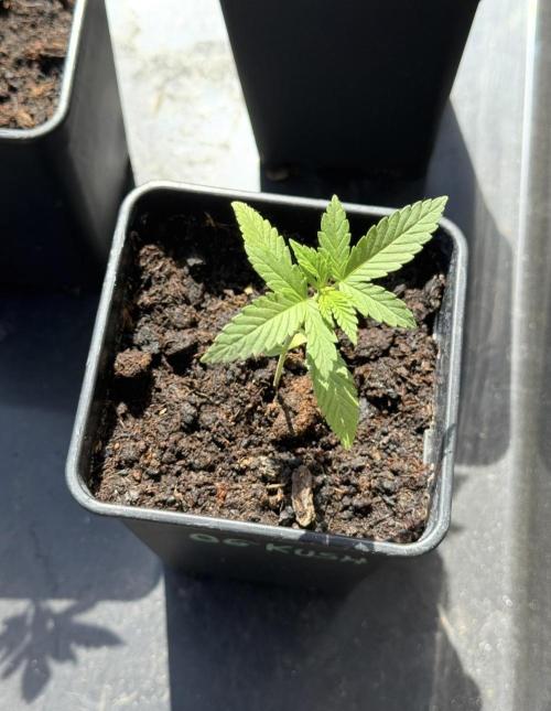 OG KUSH-Barneys Farm-Season 2026. Week 2
