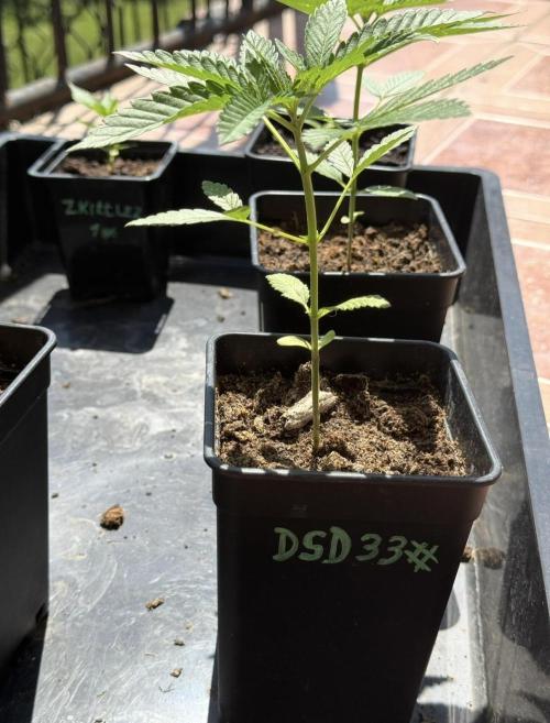 Season 2026# Dos Si Dos 33# Barneys Farm. Week 4