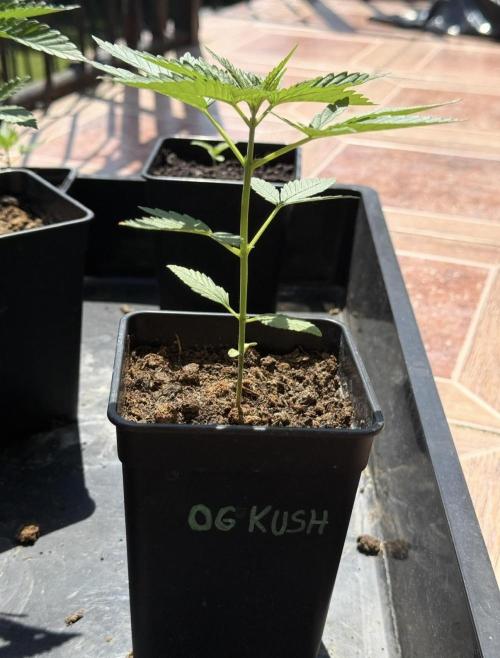 OG KUSH-Barneys Farm-Season 2026. Week 3