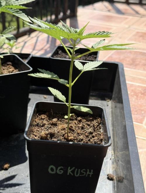 OG KUSH-Barneys Farm-Season 2026. Week 3