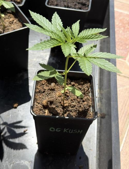 OG KUSH-Barneys Farm-Season 2026. Week 3