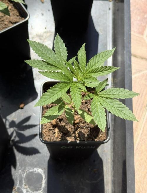OG KUSH-Barneys Farm-Season 2026. Week 3