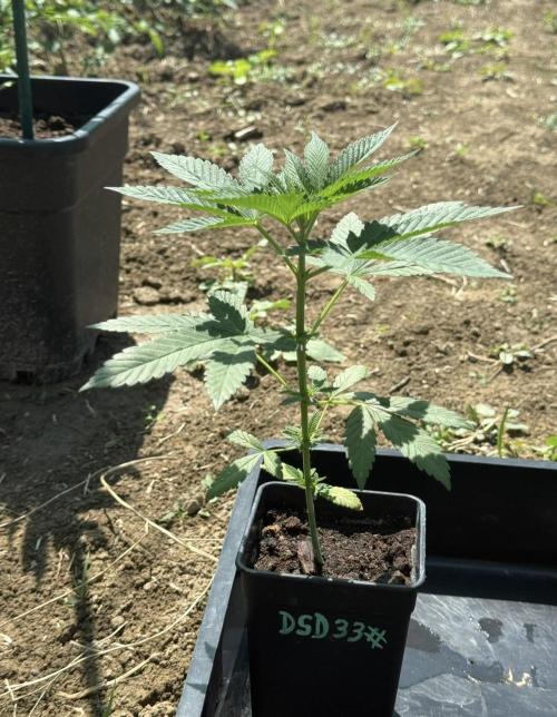 Season 2026# Dos Si Dos 33# Barneys Farm. Week 5