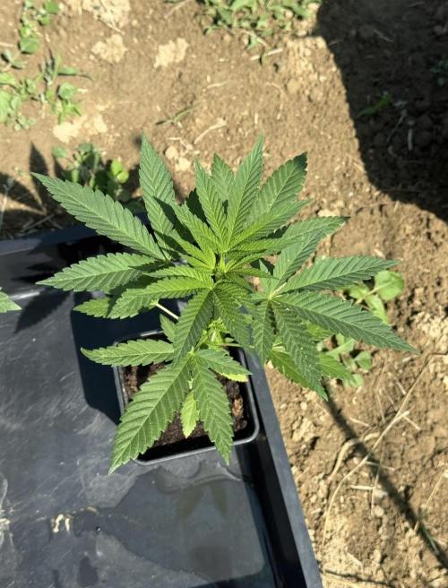 Season 2026# Dos Si Dos 33# Barneys Farm. Week 5