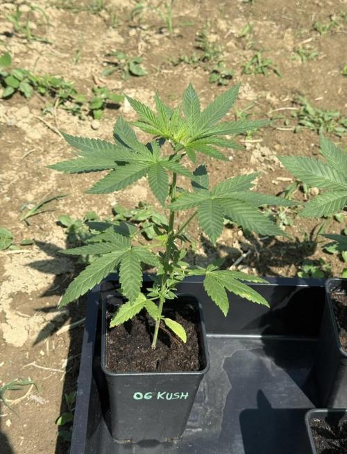 OG KUSH-Barneys Farm-Season 2026. Week 4