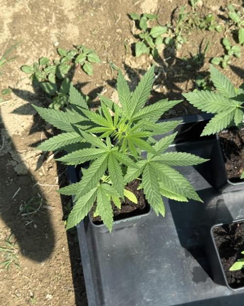 OG KUSH-Barneys Farm-Season 2026. Week 4