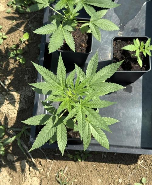 OG KUSH-Barneys Farm-Season 2026. Week 4