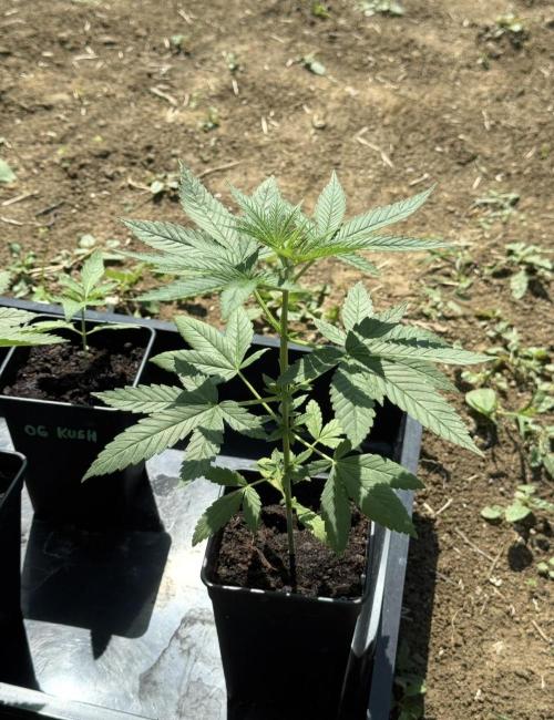 OG KUSH-Barneys Farm-Season 2026. Week 4