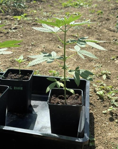 OG KUSH-Barneys Farm-Season 2026. Week 4