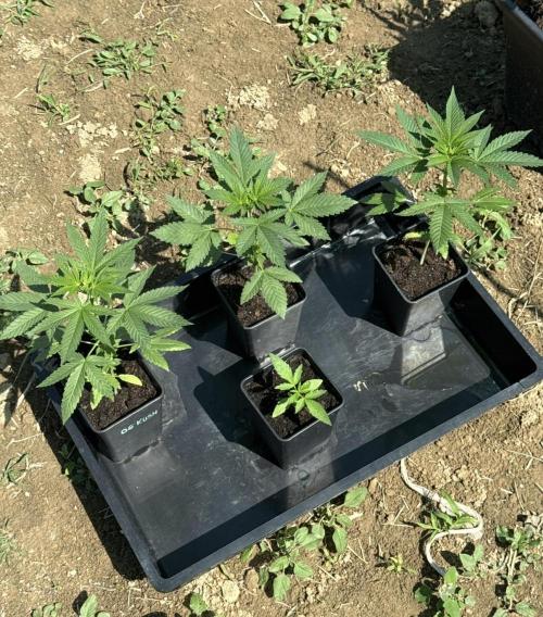 OG KUSH-Barneys Farm-Season 2026. Week 4