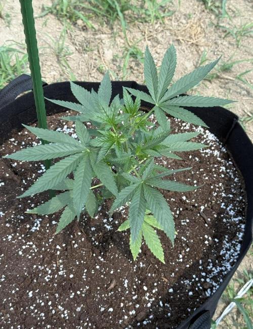 OG KUSH-Barneys Farm-Season 2026. Week 6