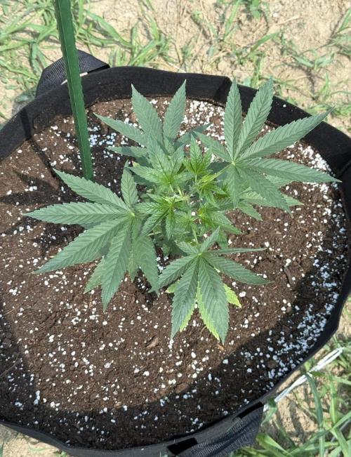 OG KUSH-Barneys Farm-Season 2026. Week 6