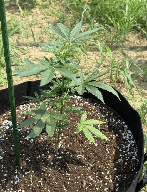 OG KUSH-Barneys Farm-Season 2026. Week 6