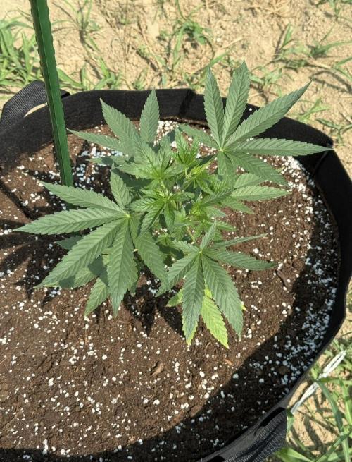 OG Kush. Week 6