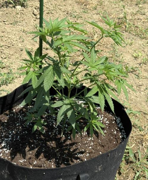 OG KUSH-Barneys Farm-Season 2026. Week 7