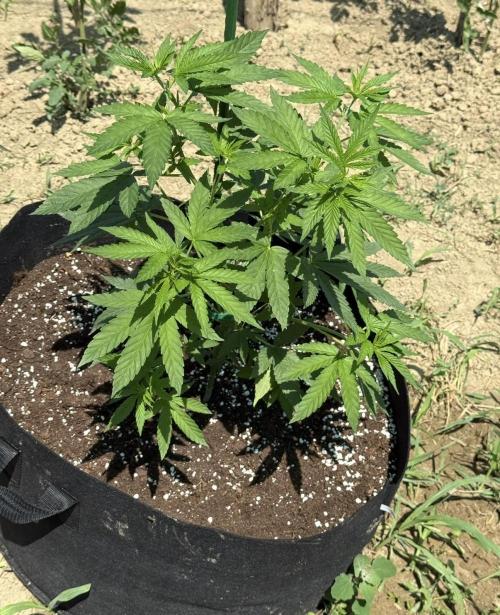 OG KUSH-Barneys Farm-Season 2026. Week 7