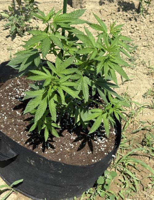 OG KUSH-Barneys Farm-Season 2026. Week 7