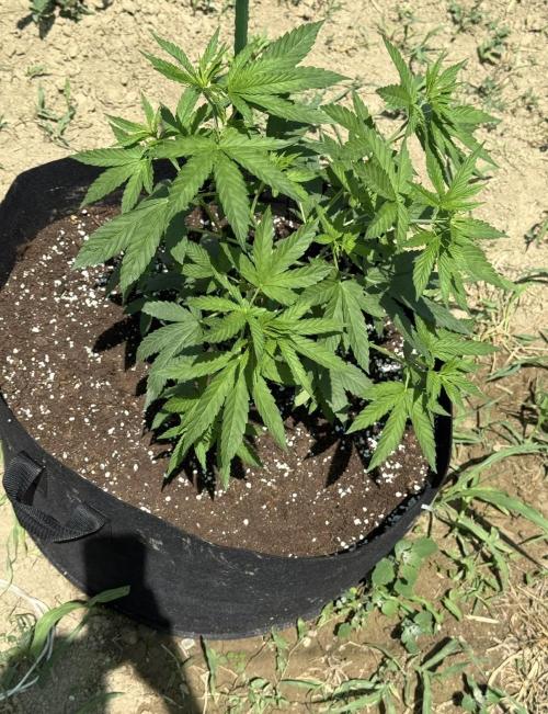 OG KUSH-Barneys Farm-Season 2026. Week 7