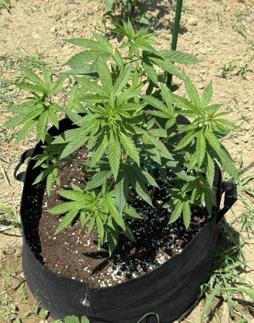 OG KUSH-Barneys Farm-Season 2026. Week 7