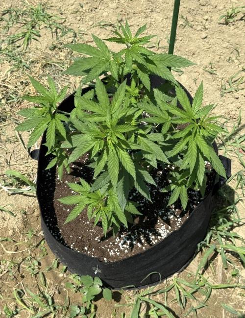 OG KUSH-Barneys Farm-Season 2026. Week 7