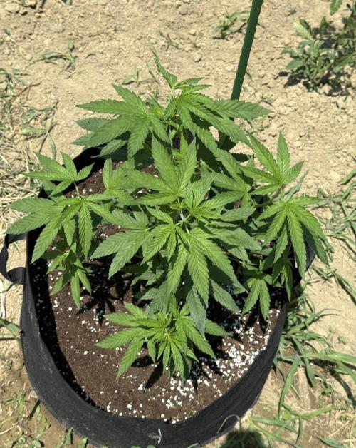 OG KUSH-Barneys Farm-Season 2026. Week 7