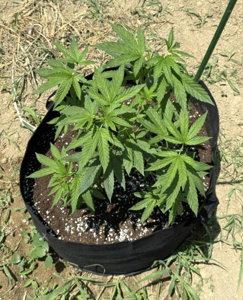 OG KUSH-Barneys Farm-Season 2026. Week 7