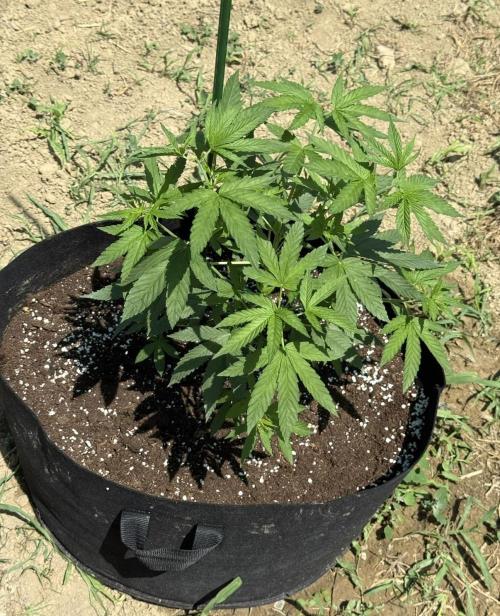 OG Kush. Week 7