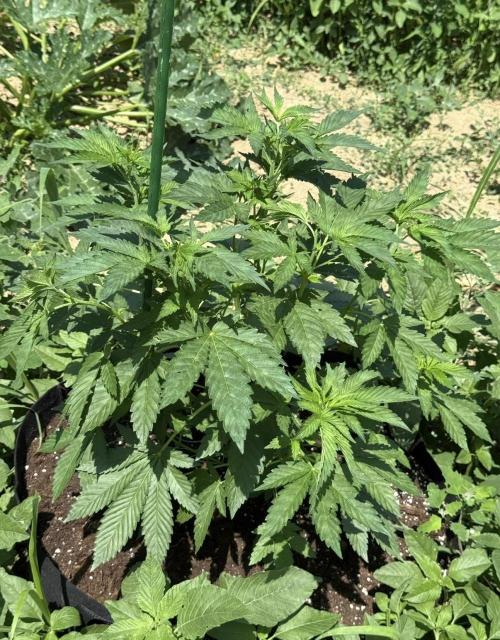 Girl Scout Cookies. Week 8