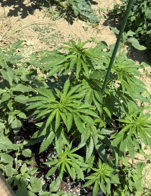 Season 2026# Dos Si Dos 33# Barneys Farm. Week 8