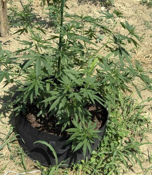 OG KUSH-Barneys Farm-Season 2026. Week 8