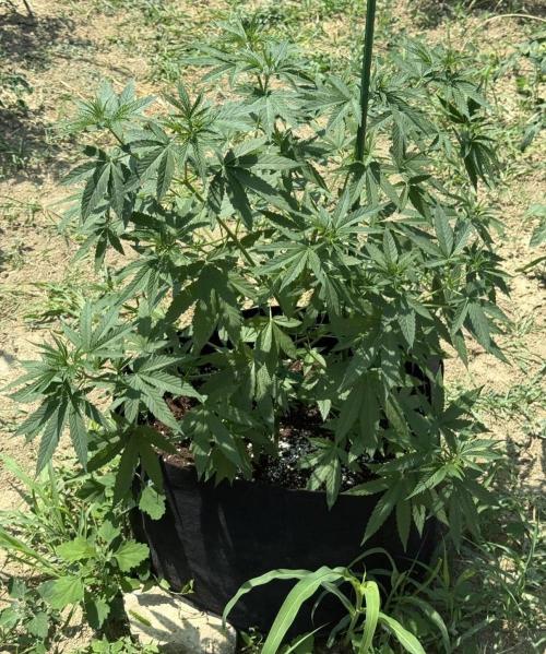 OG KUSH-Barneys Farm-Season 2026. Week 8